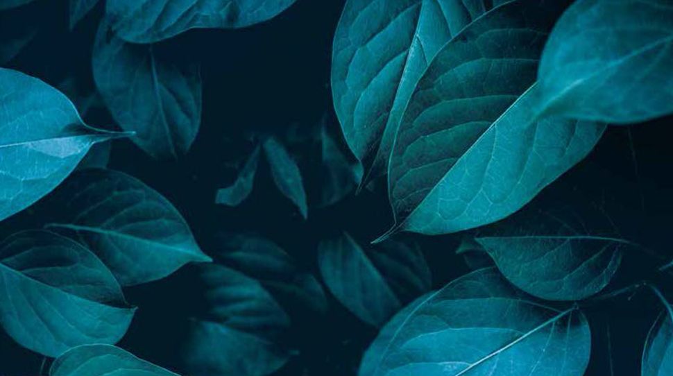 plante | feuilles | bleu | vert | nature